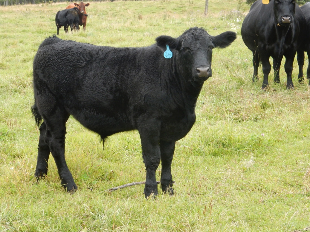BC Livestock Sale Image