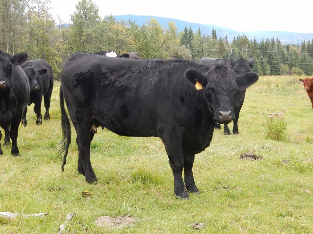 BC Livestock Sale Image