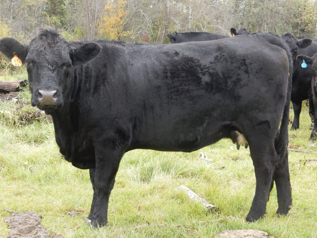 BC Livestock Sale Image