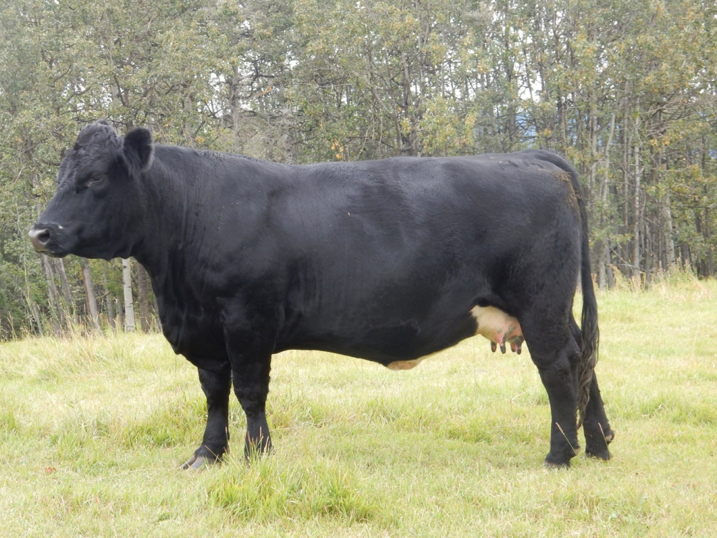 BC Livestock Sale Image