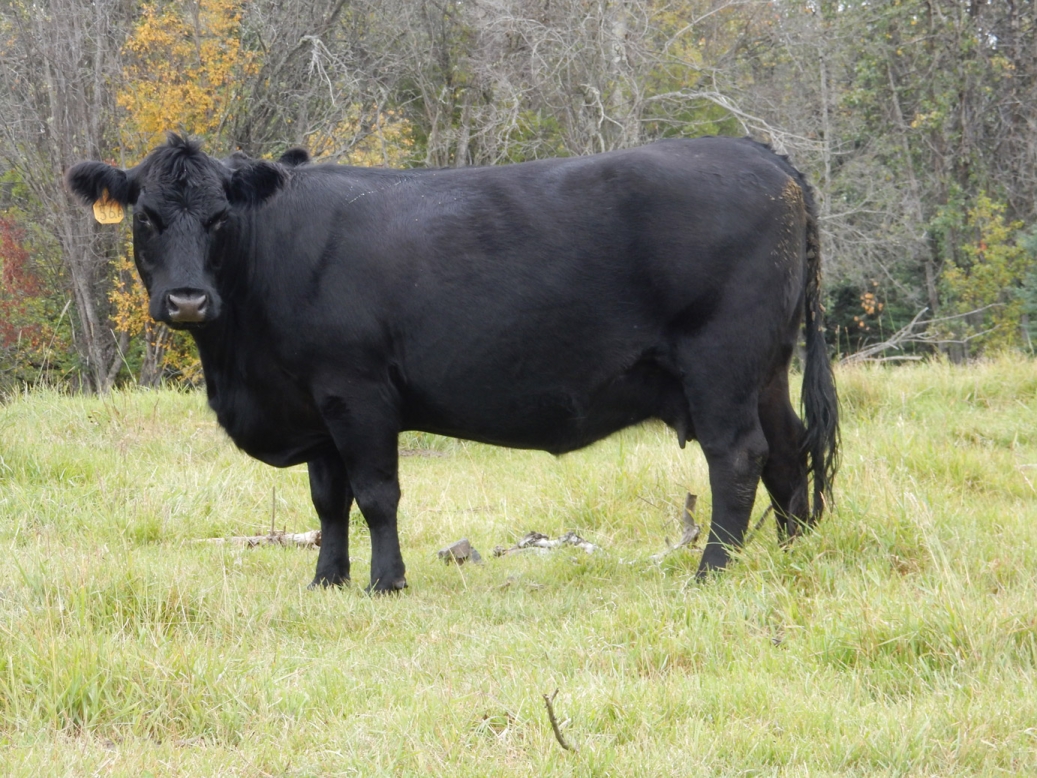 BC Livestock Sale Image