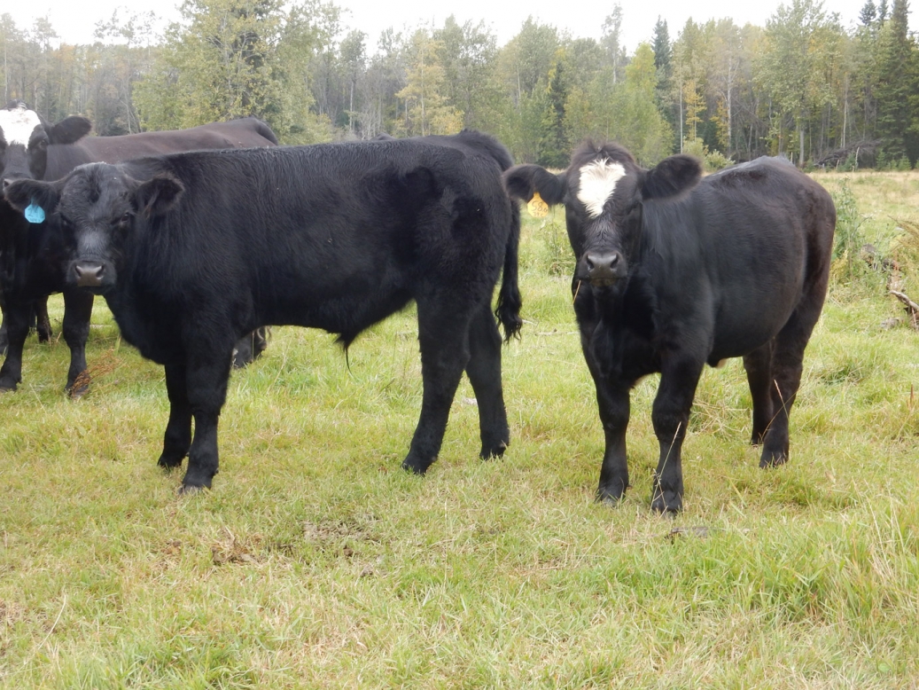 BC Livestock Sale Image