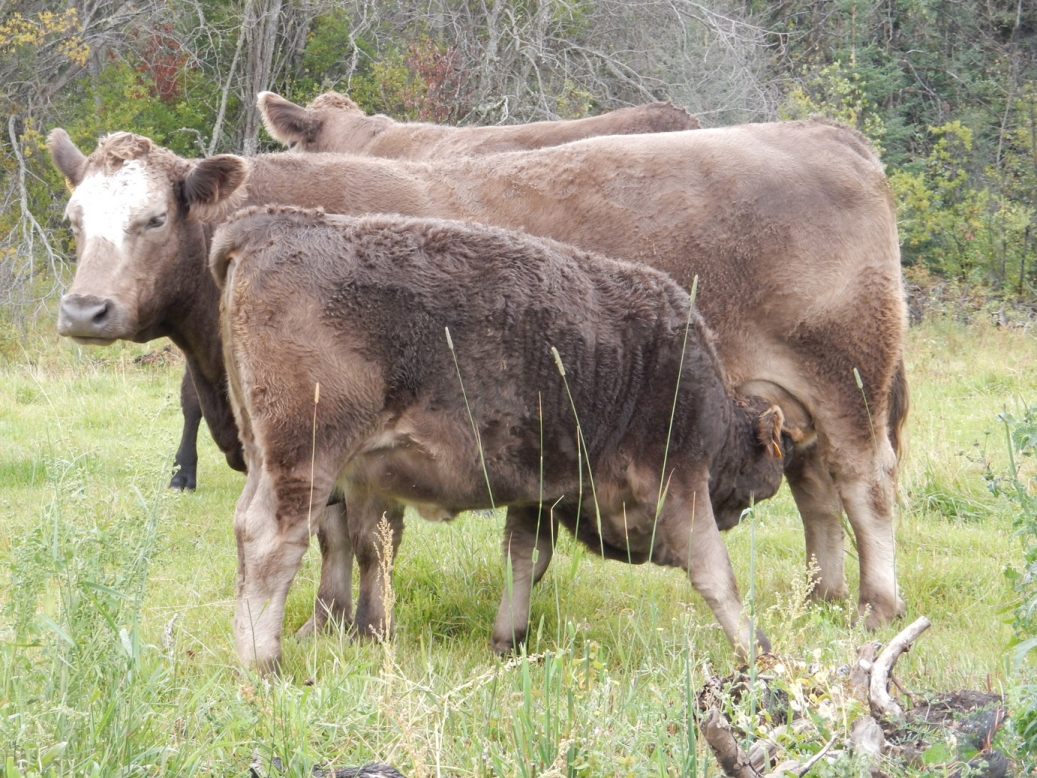 BC Livestock Sale Image