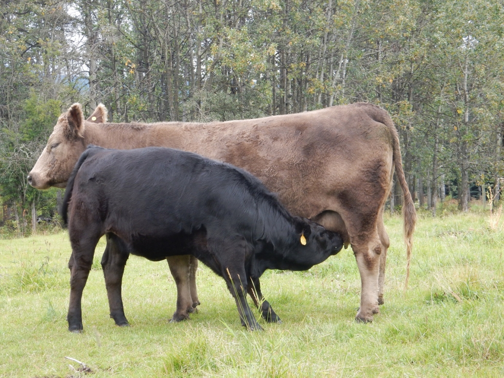 BC Livestock Sale Image