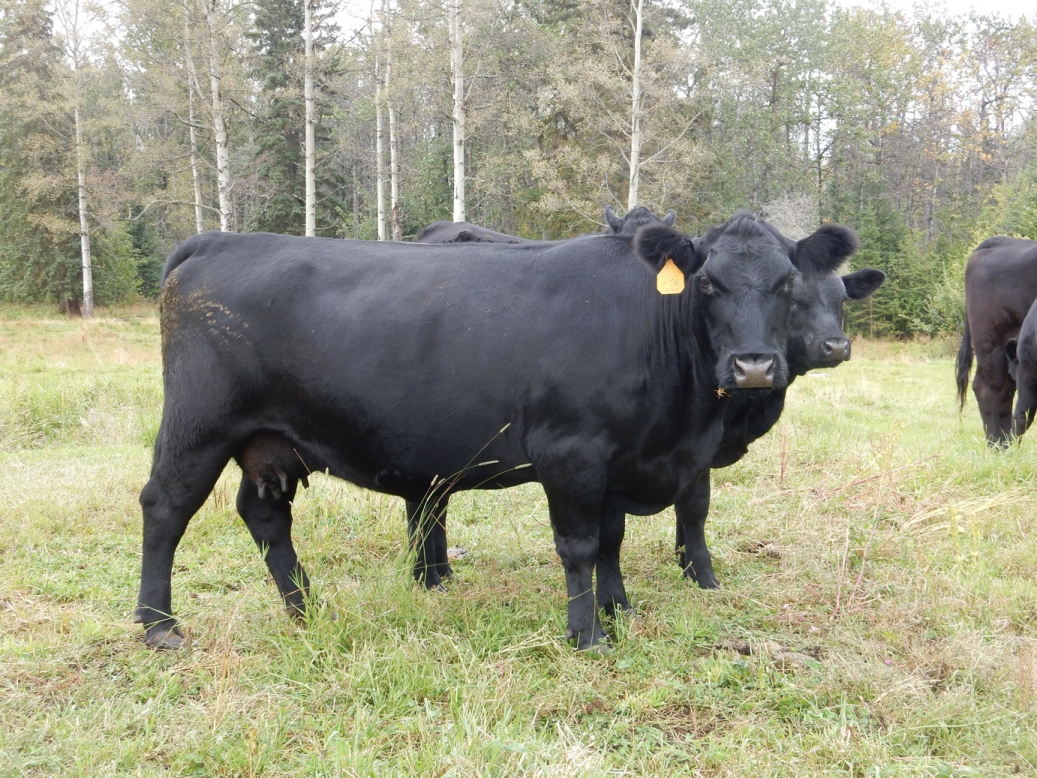 BC Livestock Sale Image