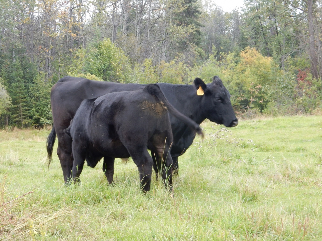 BC Livestock Sale Image