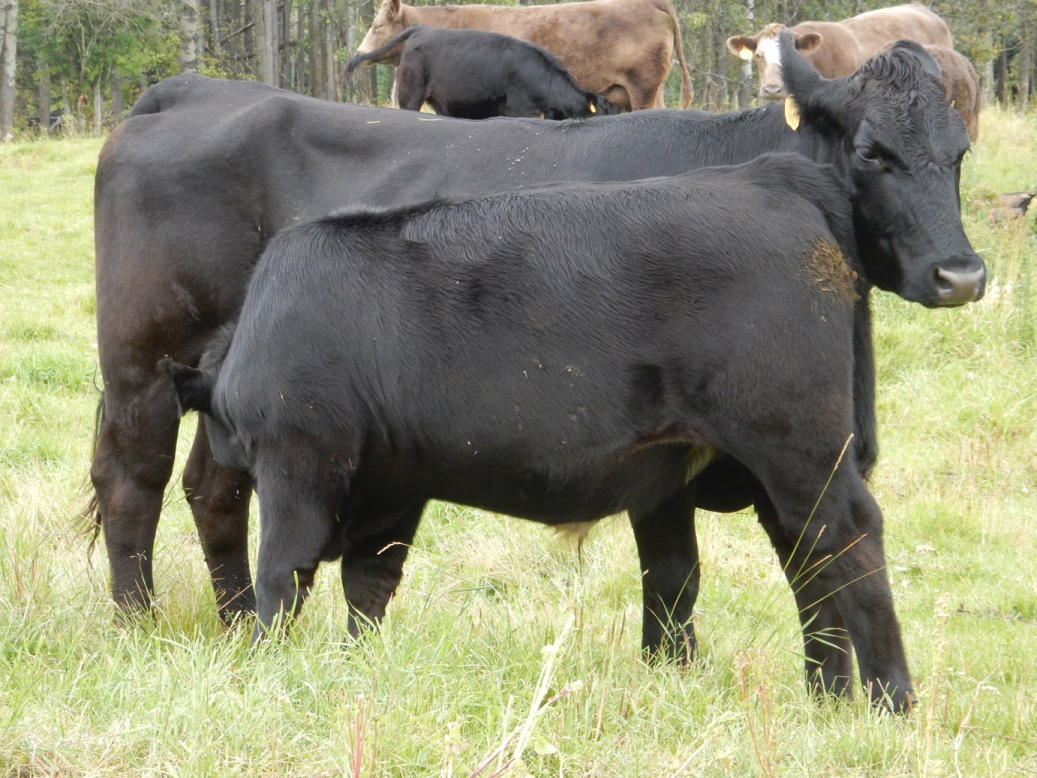 BC Livestock Sale Image