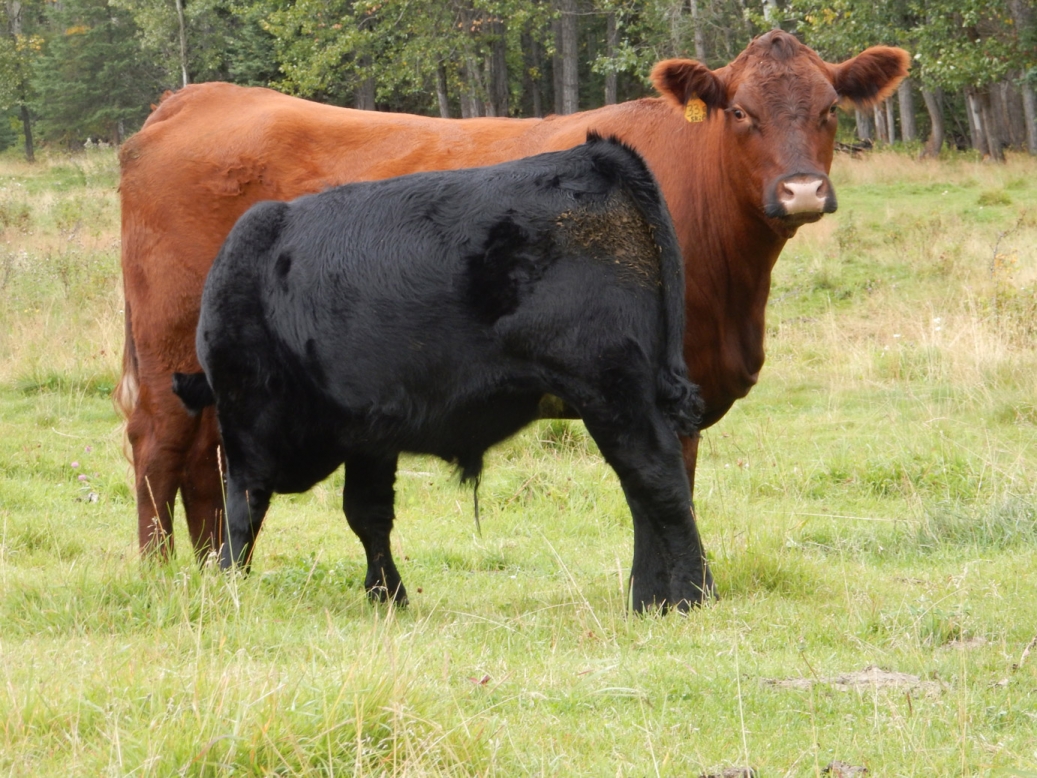 BC Livestock Sale Image
