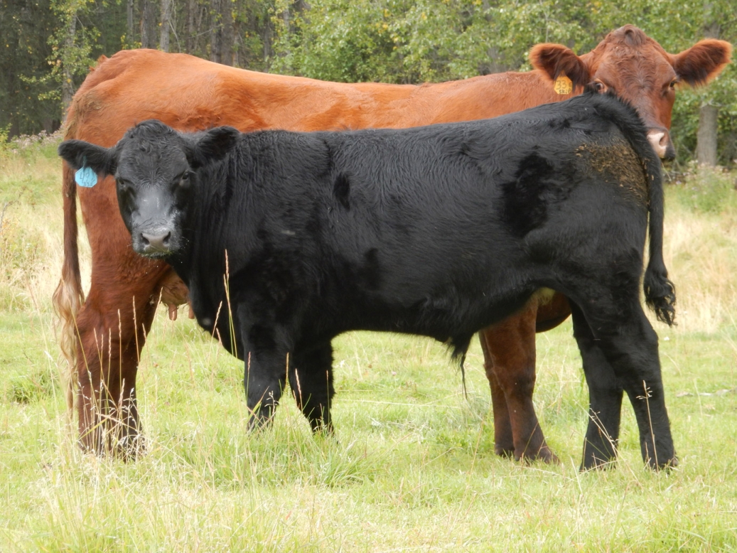 BC Livestock Sale Image