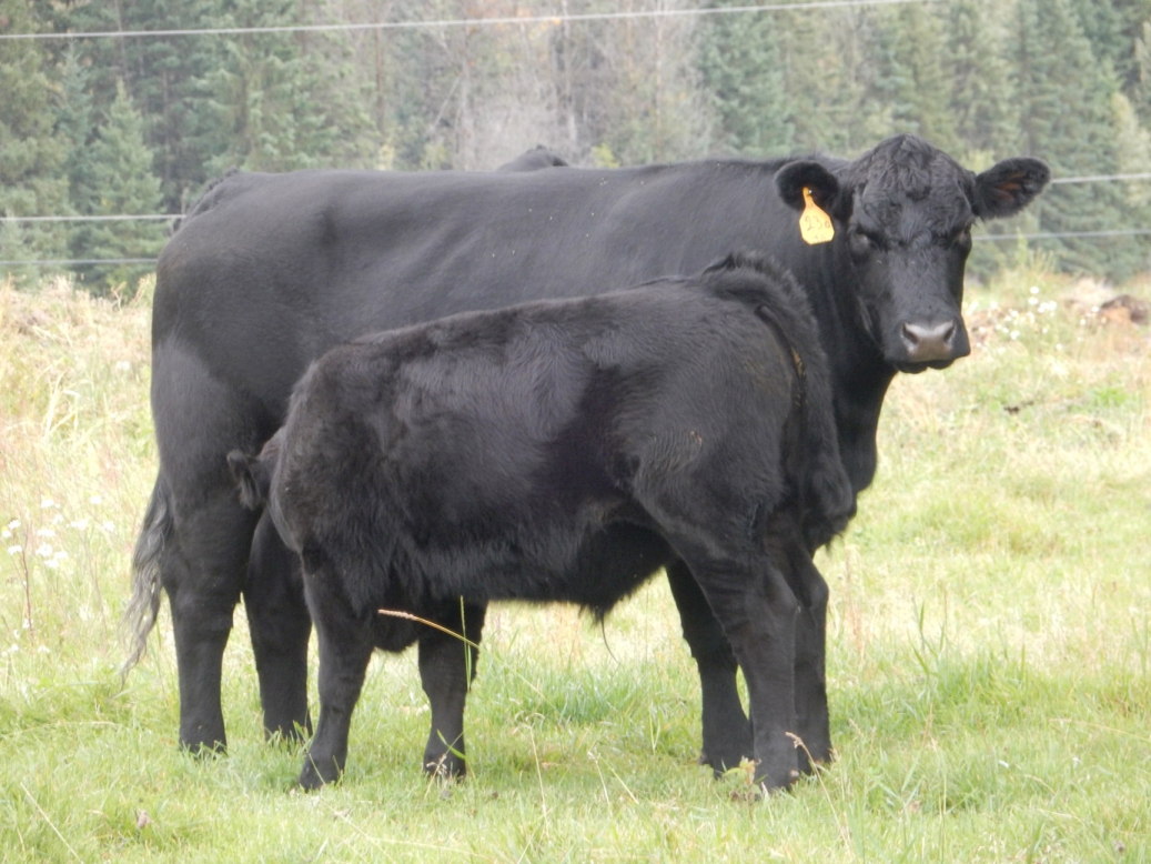 BC Livestock Sale Image
