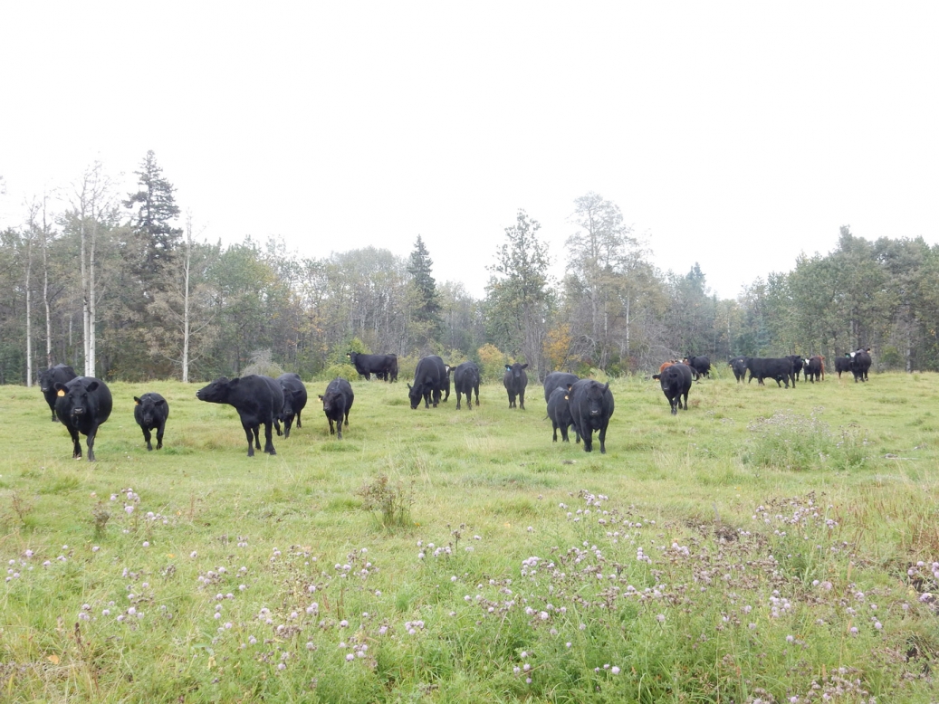 BC Livestock Sale Image