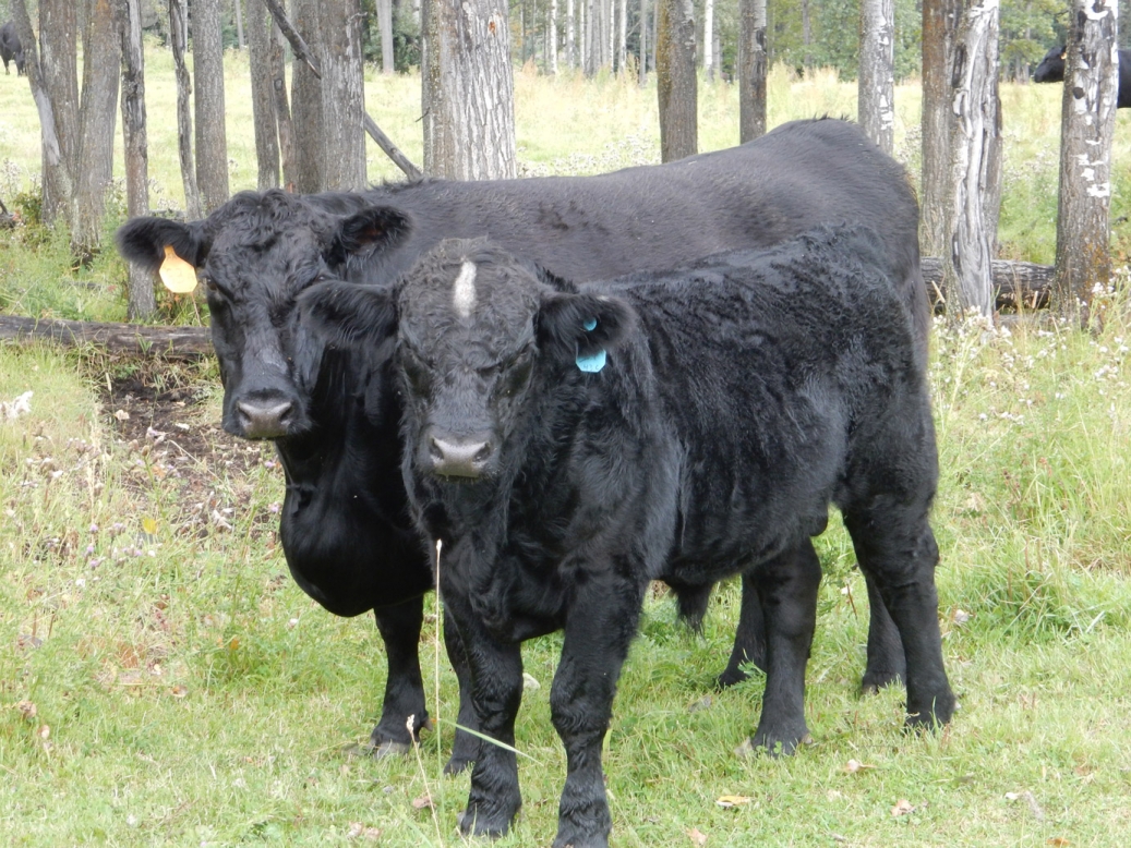 BC Livestock Sale Image