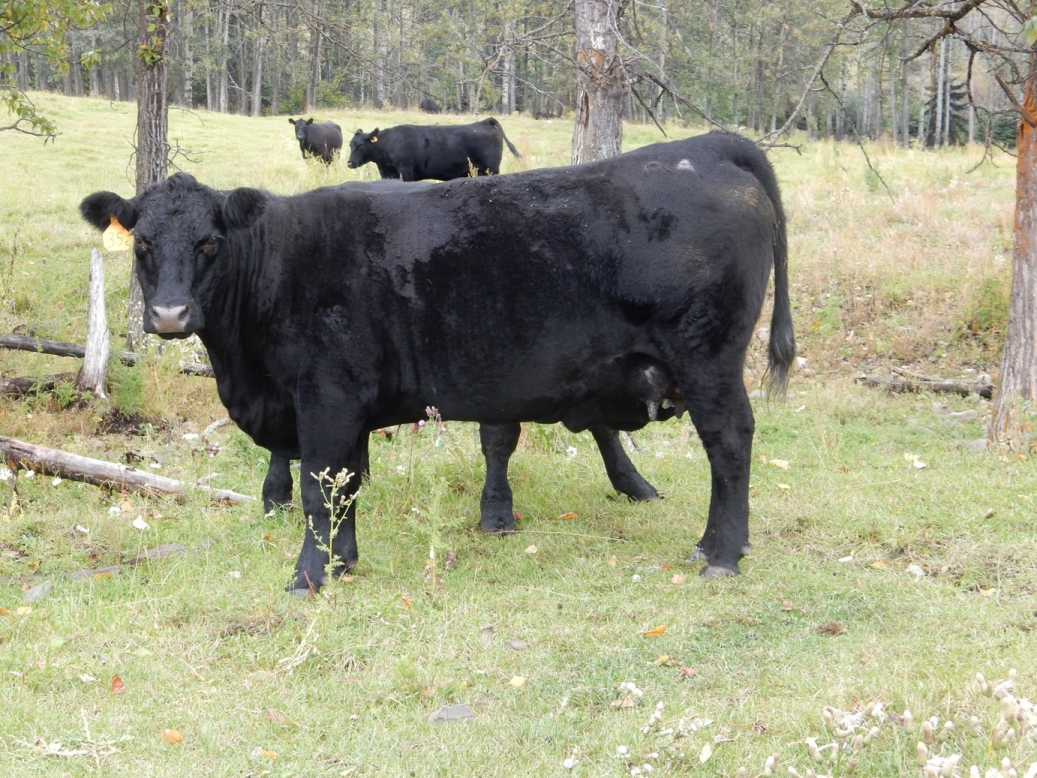 BC Livestock Sale Image