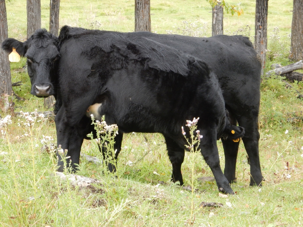 BC Livestock Sale Image