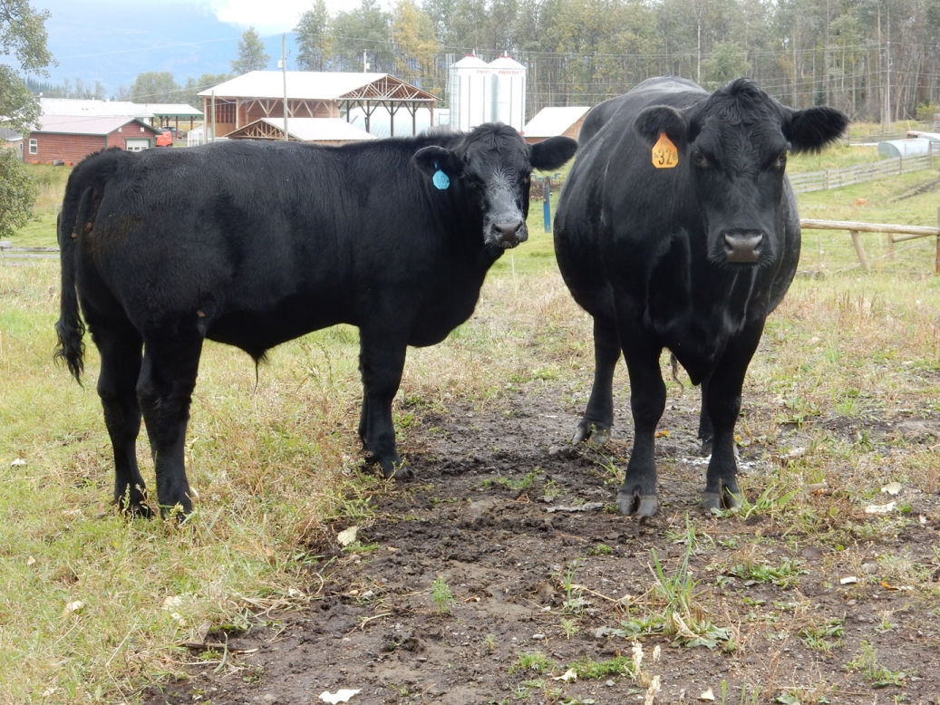 BC Livestock Sale Image