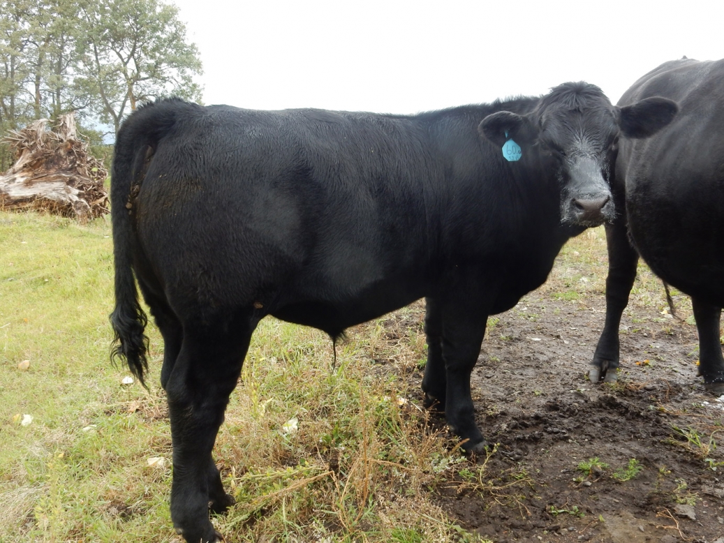 BC Livestock Sale Image