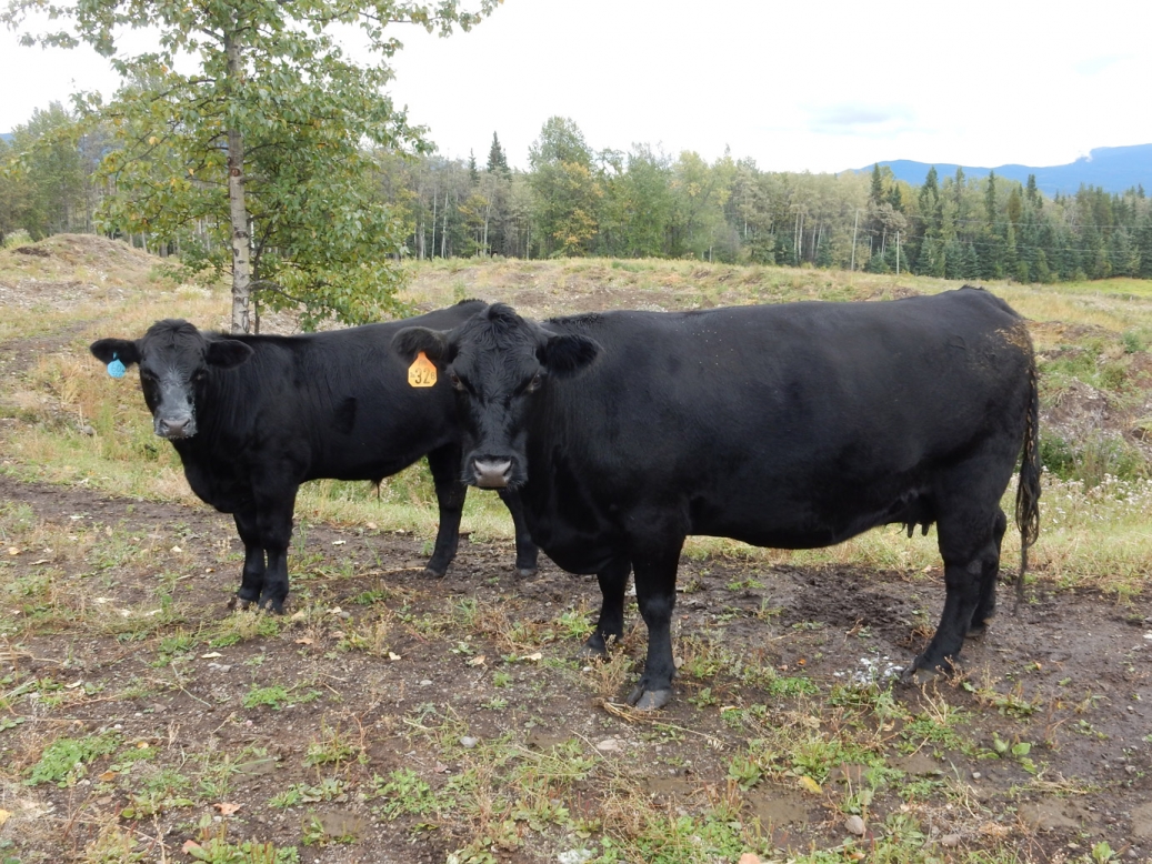 BC Livestock Sale Image
