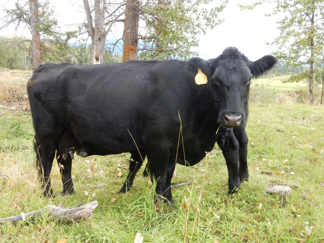 BC Livestock Sale Image