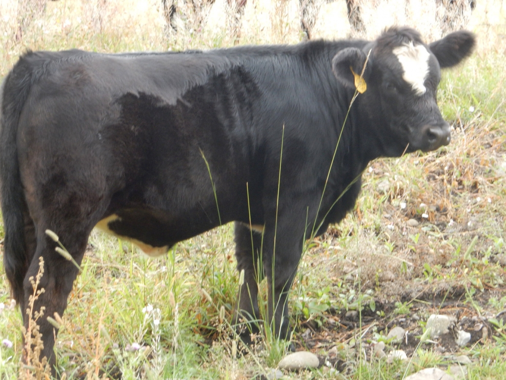 BC Livestock Sale Image