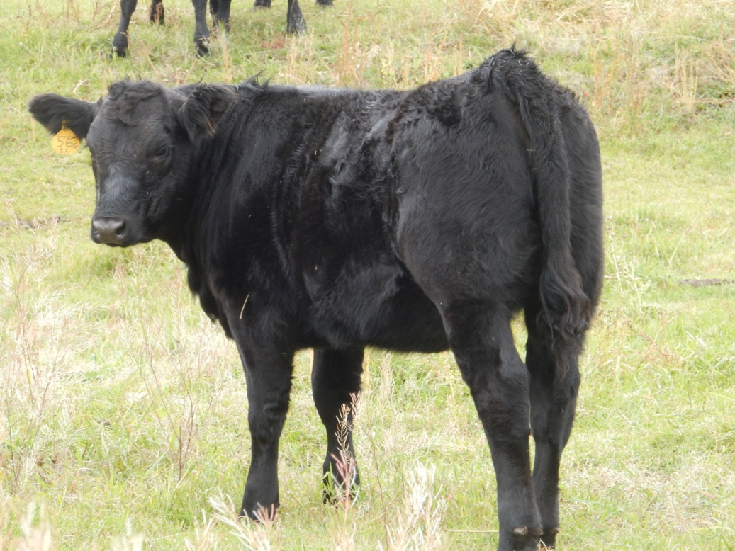 BC Livestock Sale Image