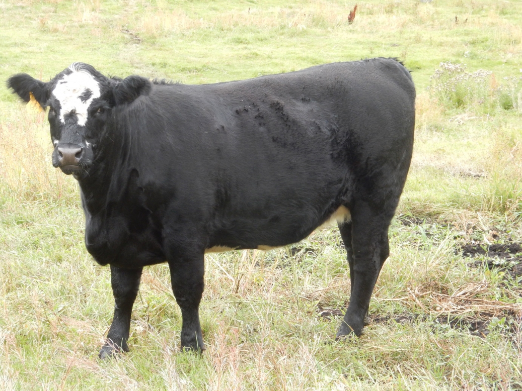 BC Livestock Sale Image