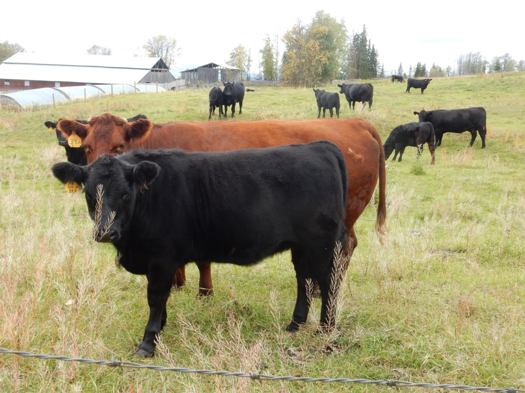 BC Livestock Sale Image