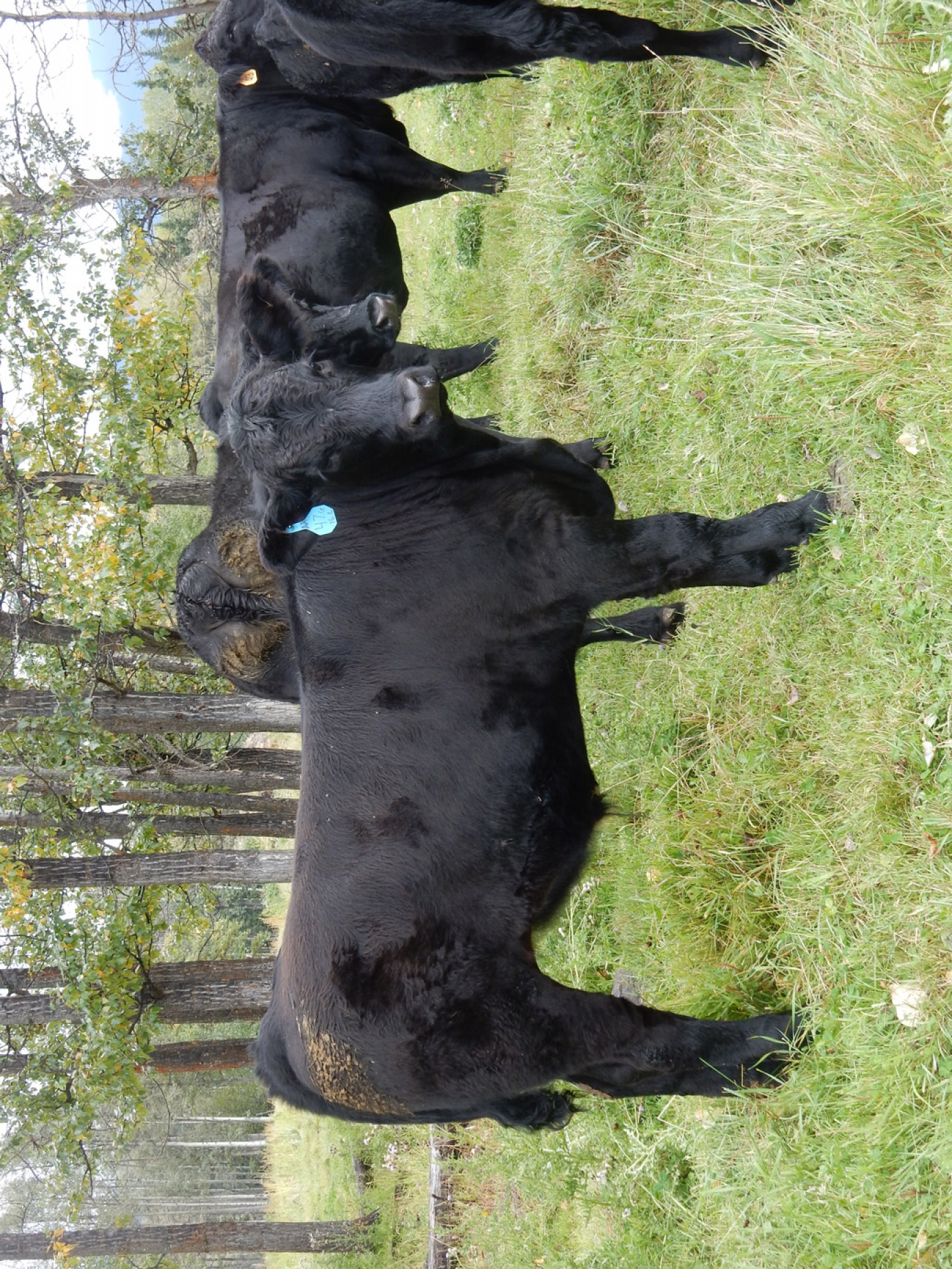BC Livestock Sale Image