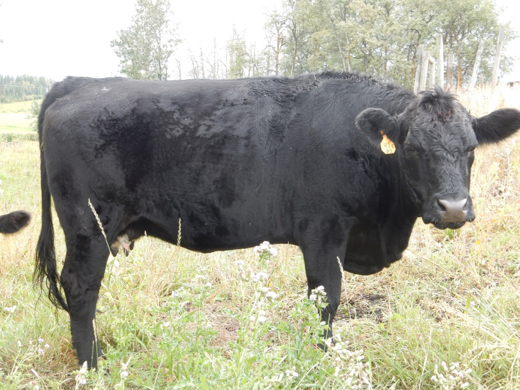 BC Livestock Sale Image