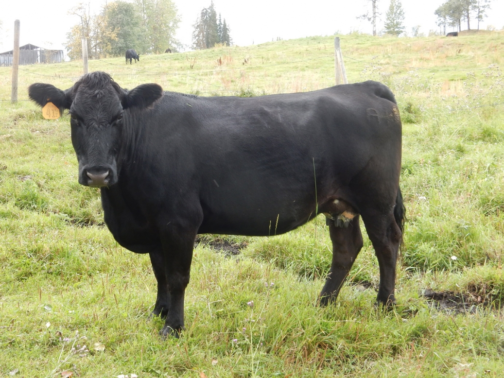 BC Livestock Sale Image