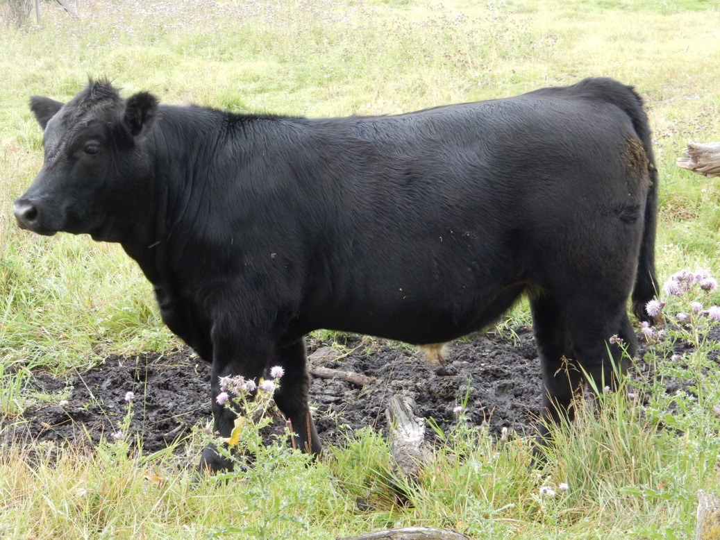 BC Livestock Sale Image