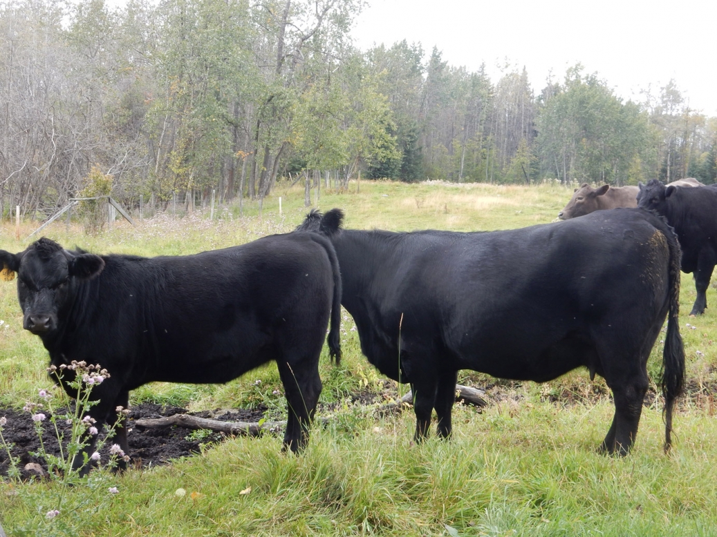 BC Livestock Sale Image