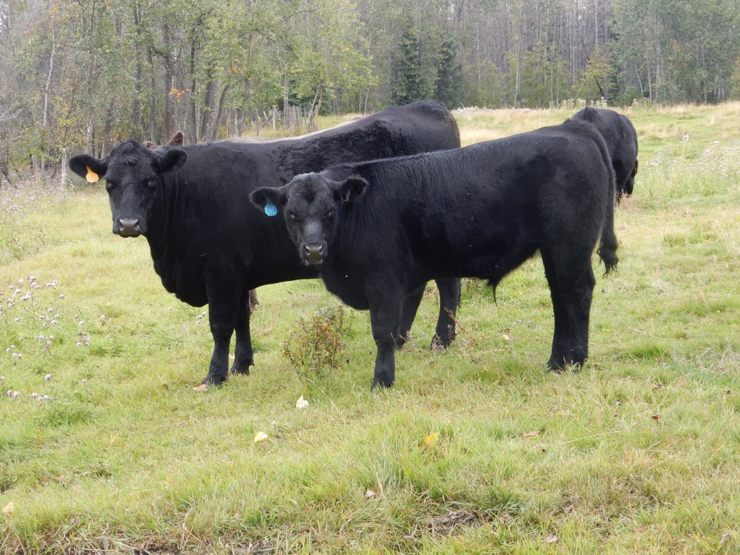 BC Livestock Sale Image