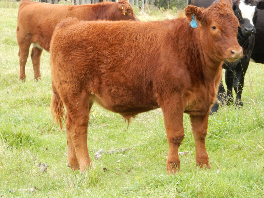 BC Livestock Sale Image