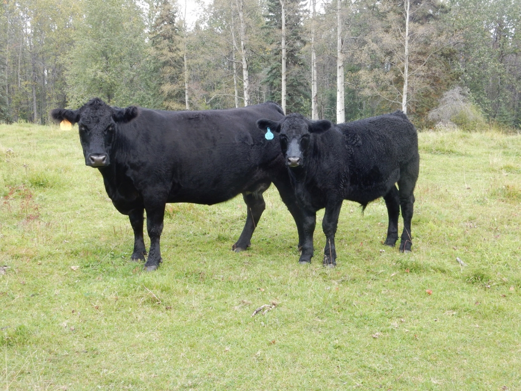 BC Livestock Sale Image