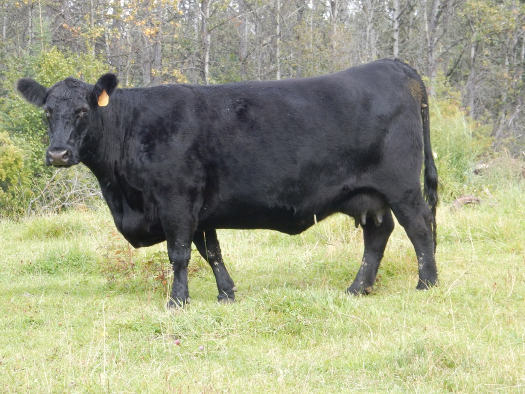 BC Livestock Sale Image