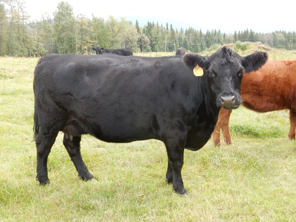 BC Livestock Sale Image