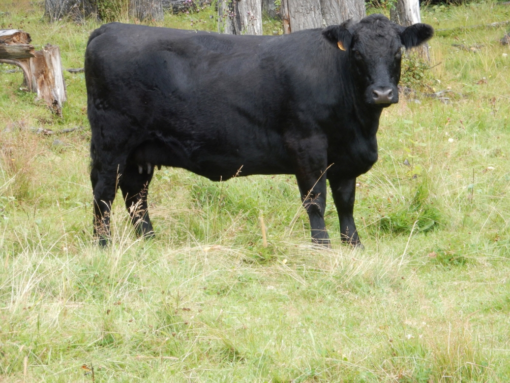 BC Livestock Sale Image