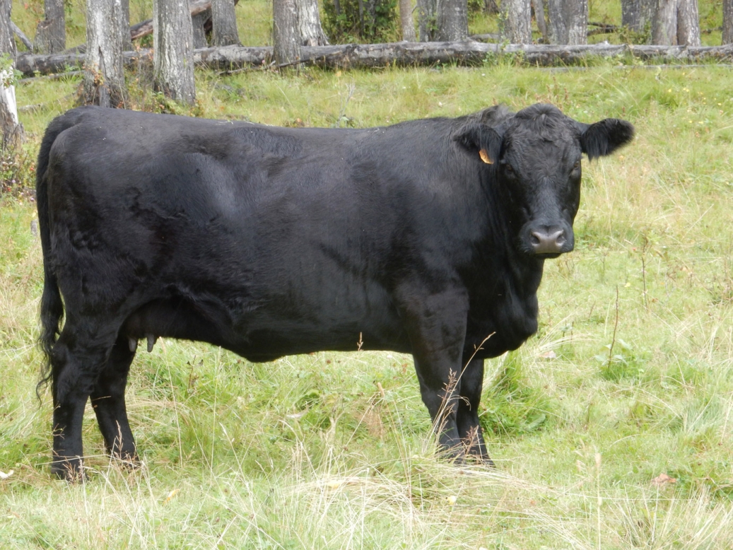 BC Livestock Sale Image