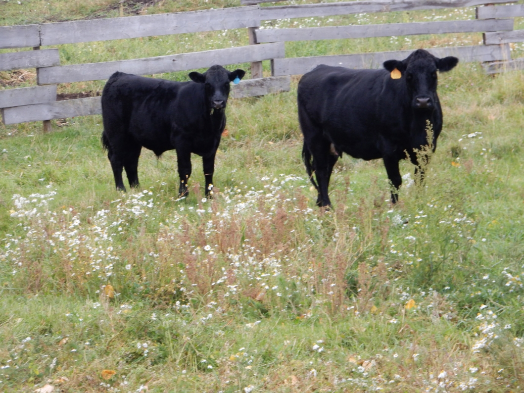 BC Livestock Sale Image