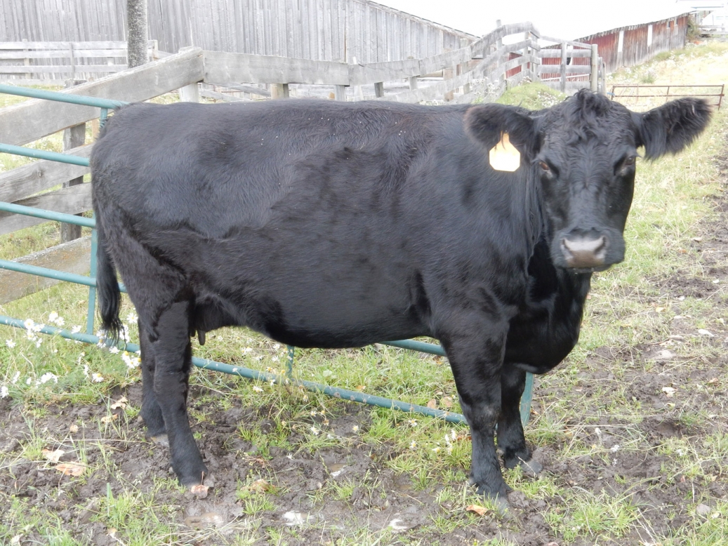 BC Livestock Sale Image