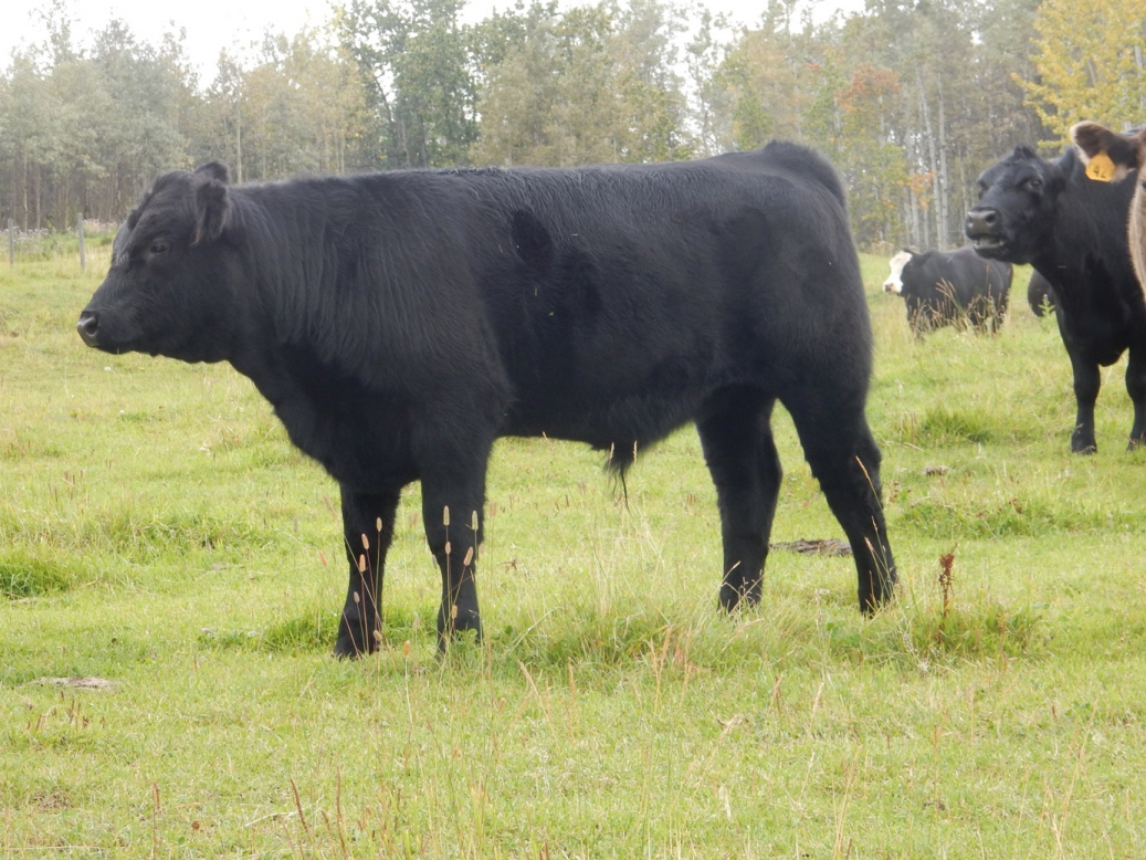 BC Livestock Sale Image