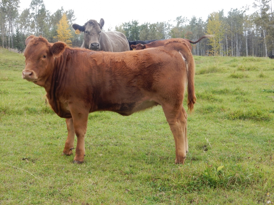 BC Livestock Sale Image