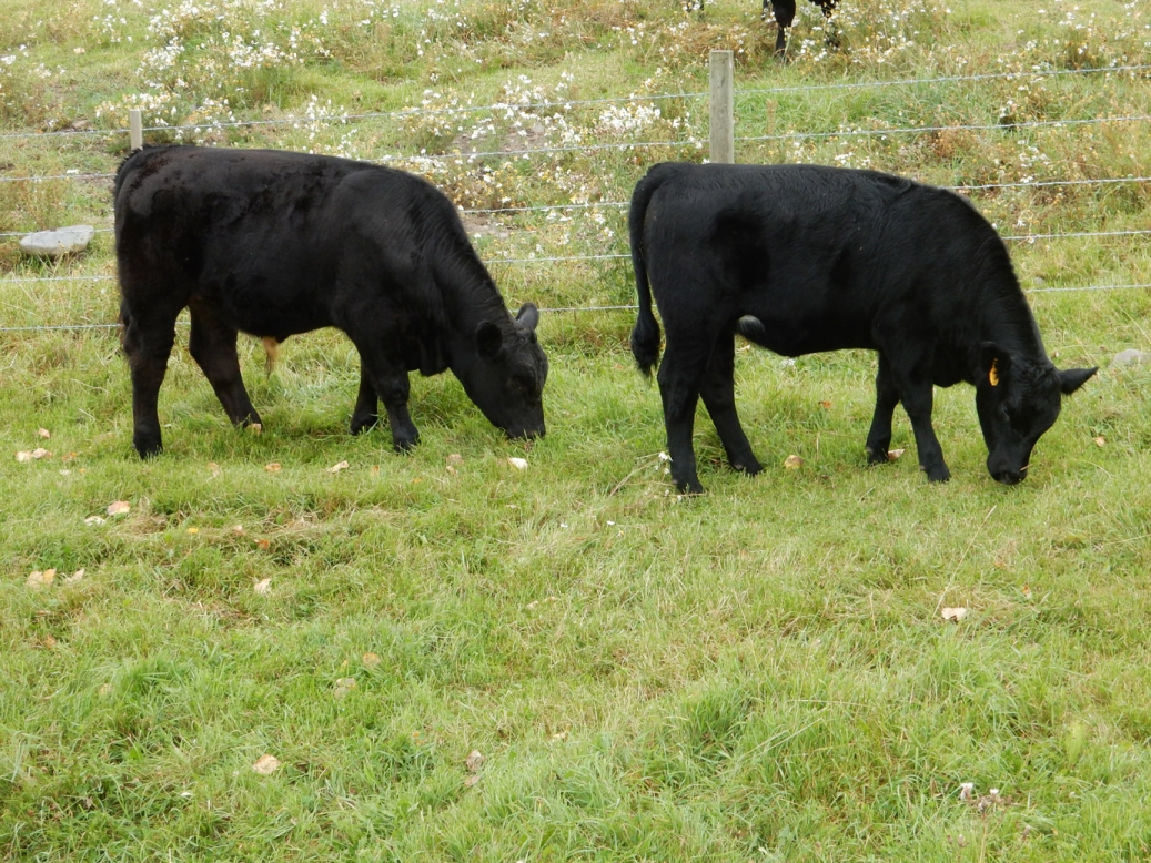 BC Livestock Sale Image