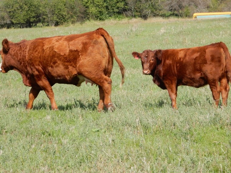 BC Livestock Sale Image