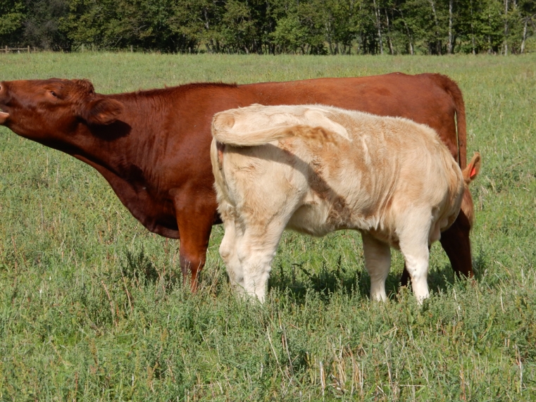 BC Livestock Sale Image