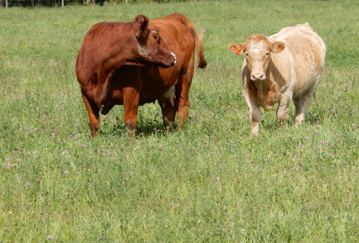 BC Livestock Sale Image