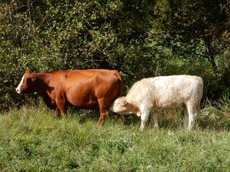 BC Livestock Sale Image