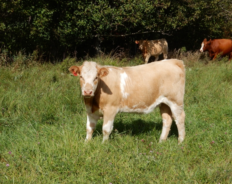 BC Livestock Sale Image