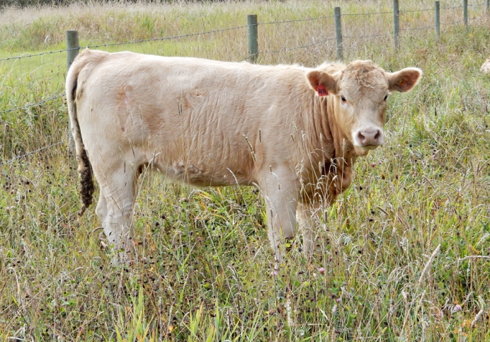 BC Livestock Sale Image