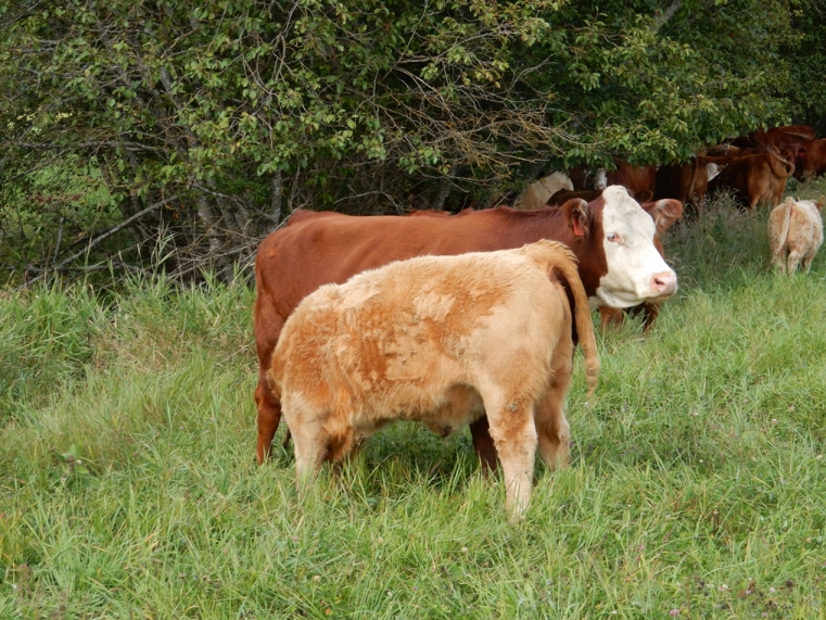 BC Livestock Sale Image